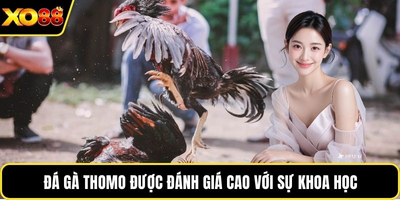 Đá gà Thomo được đánh giá cao với sự khoa học