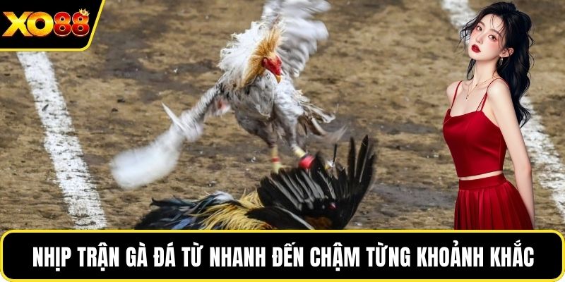 Nhịp trận gà đá từ nhanh đến chậm từng khoảnh khắc